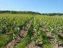 les vignes