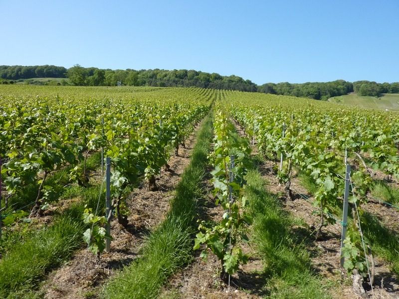 les vignes les vignes